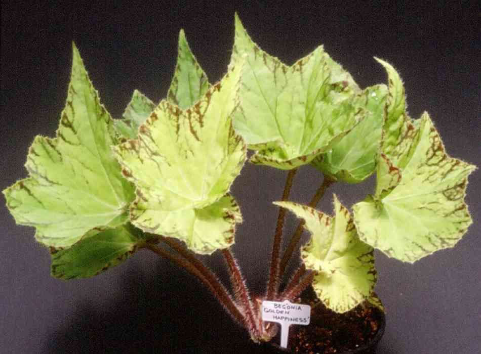 B. ‘Golden Happiness’